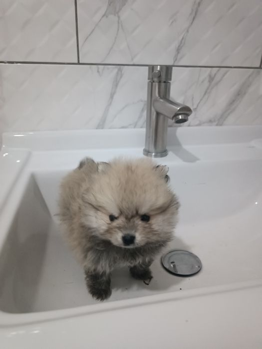 Померанські шпіценята