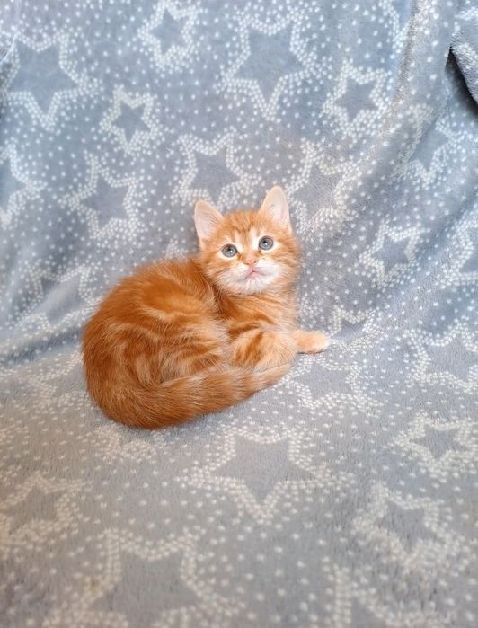 Красивенный шотландский мальчик