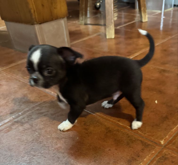 Chihuahua macho lindo