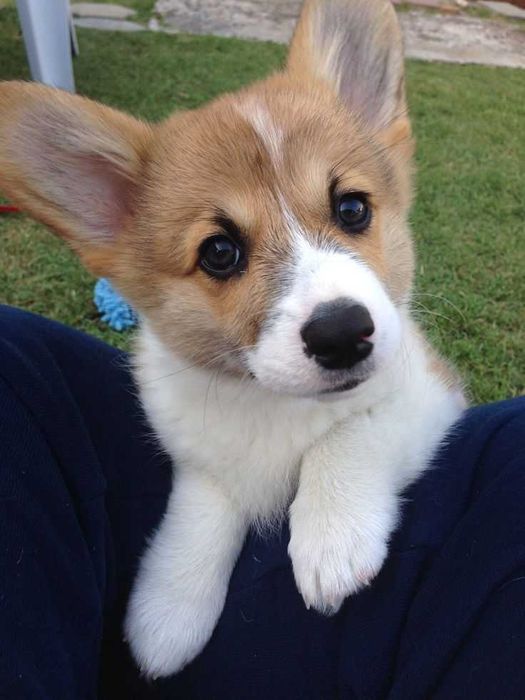 Малюки коргі 2 місяці