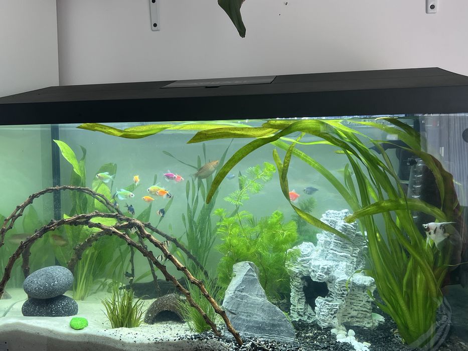 Akwarium Aquael 105l