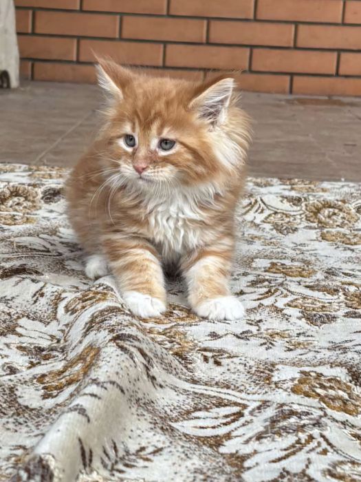 Самые ласковые котята мейкунчики.