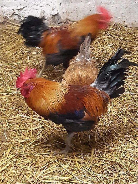 Kogut zielononóżki kuropatwianej