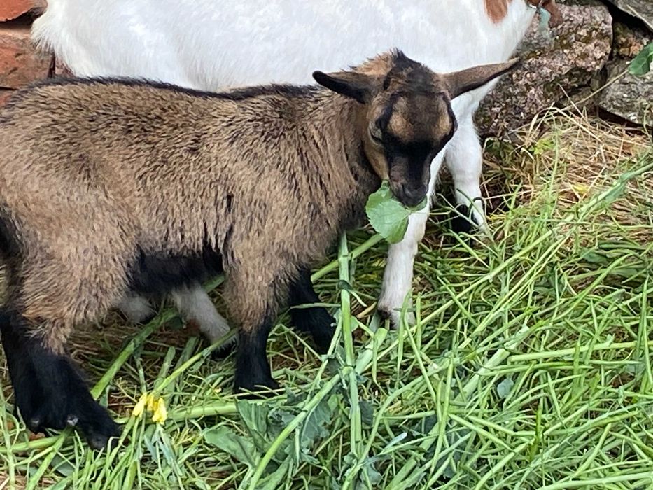 Cabritinho anão para venda
