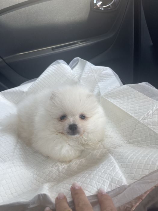 Vendo Spitz Alemão / Lulu da Pomerania