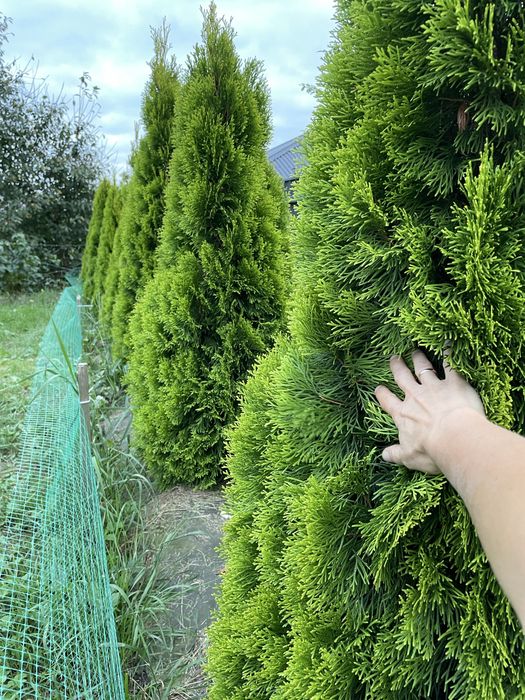 Туї Голден смарагд 11шт. пишні 150см.