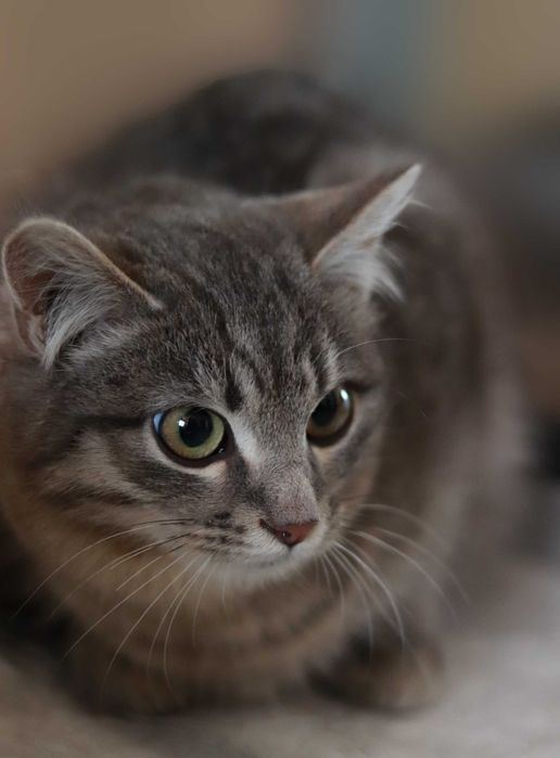 Кошенятко у добрі руки