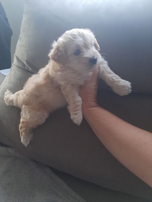 Cachorro beje 2 meses