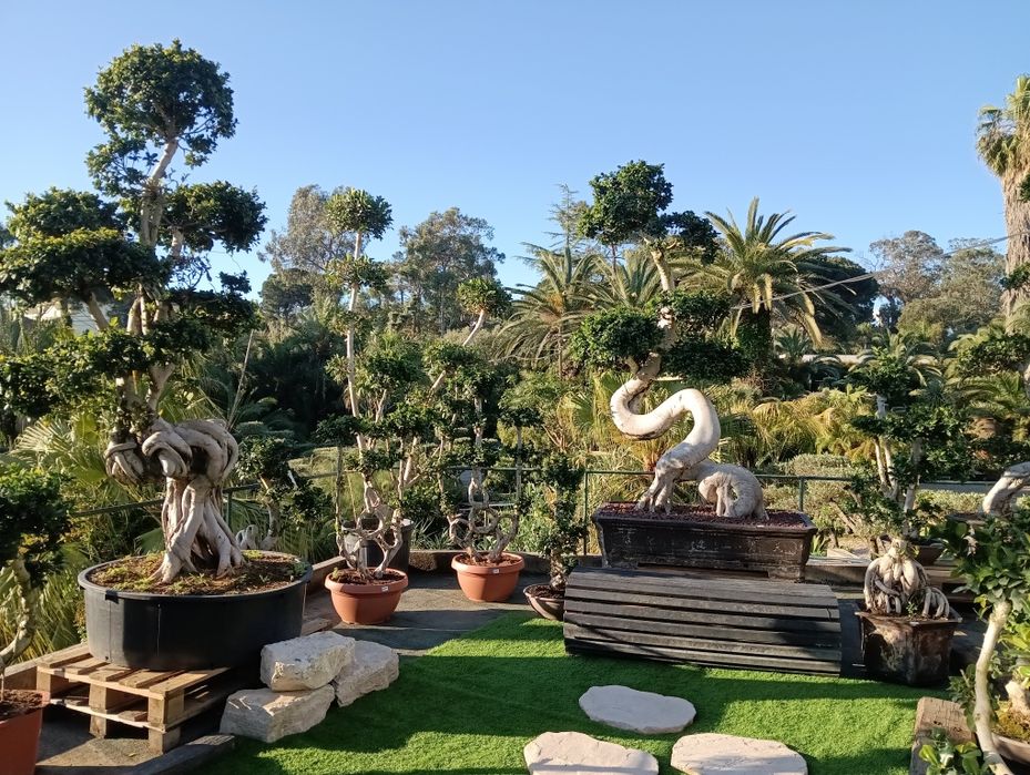 Bonsai grandes, xl