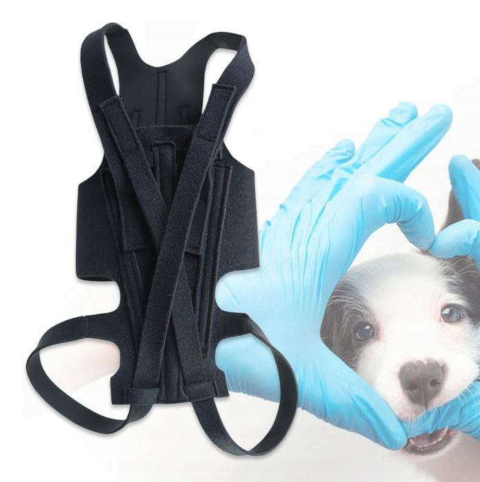 Pas Ortopedyczny Dla Psów Wsparcie Kręgosłupa Ehabilitacja Rozmiar: M