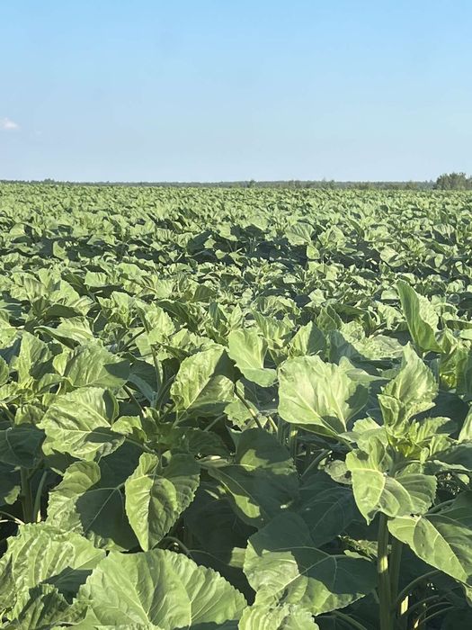 Продам землю сільськогосподарського призначення