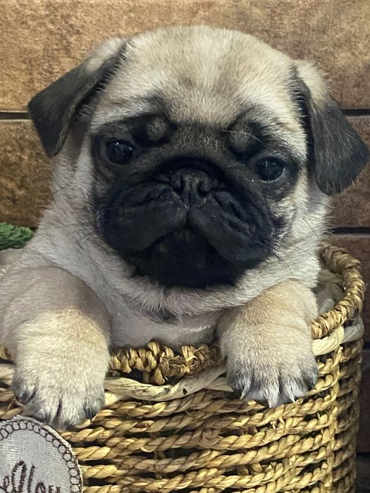 Чудовий хлопчик мопсик