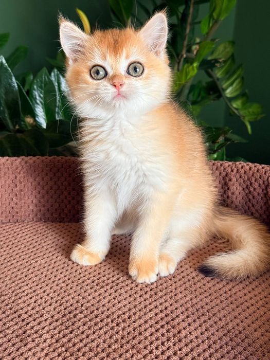 Британский котенок золотая шиншилла
Scottish fold