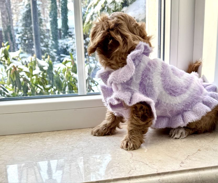 Мальтипу ф1 - премиум мини до 2,5 кг