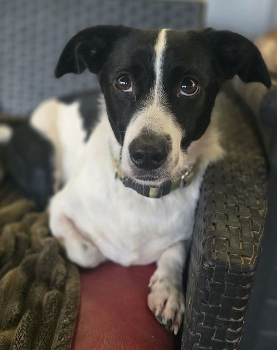 Do Adopcji samiec 2lata 10kg