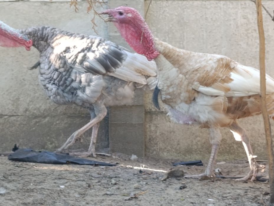 Продам Індика на вибір