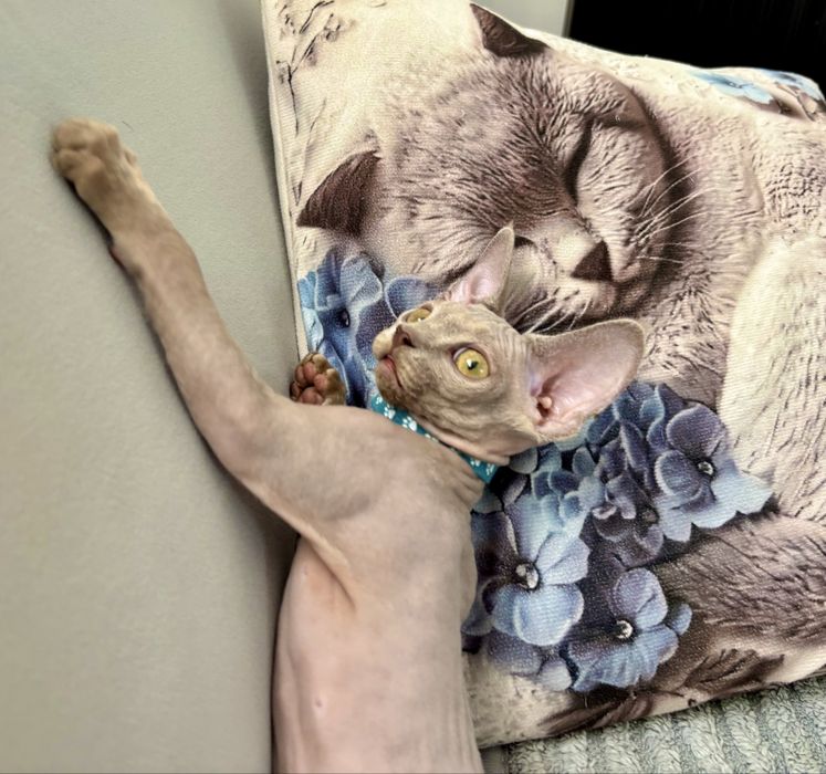 Koteczka Devon rex liliowa  Dixie