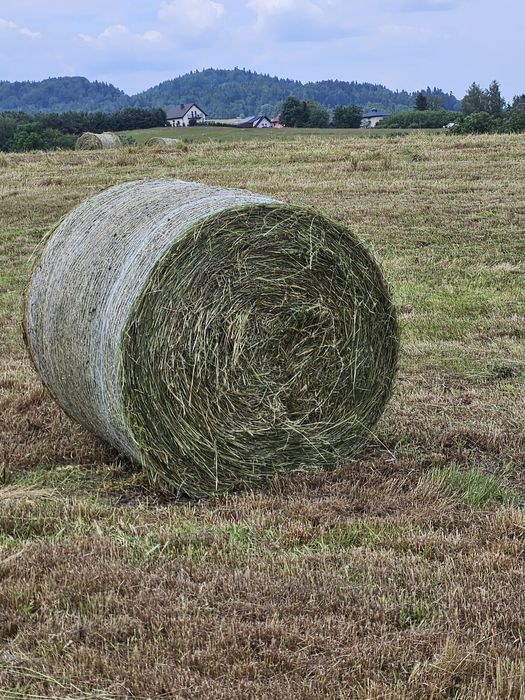 Bale,bele siankiszonka.
