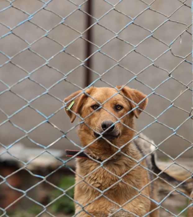 Гулька шукає дім