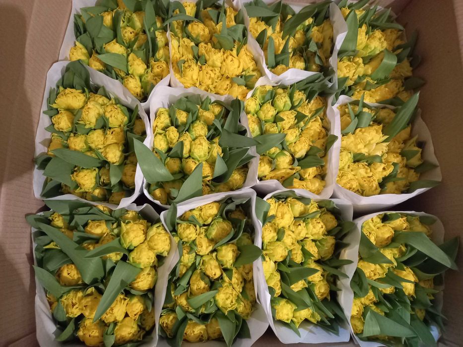 Тюльпан оптом Україна