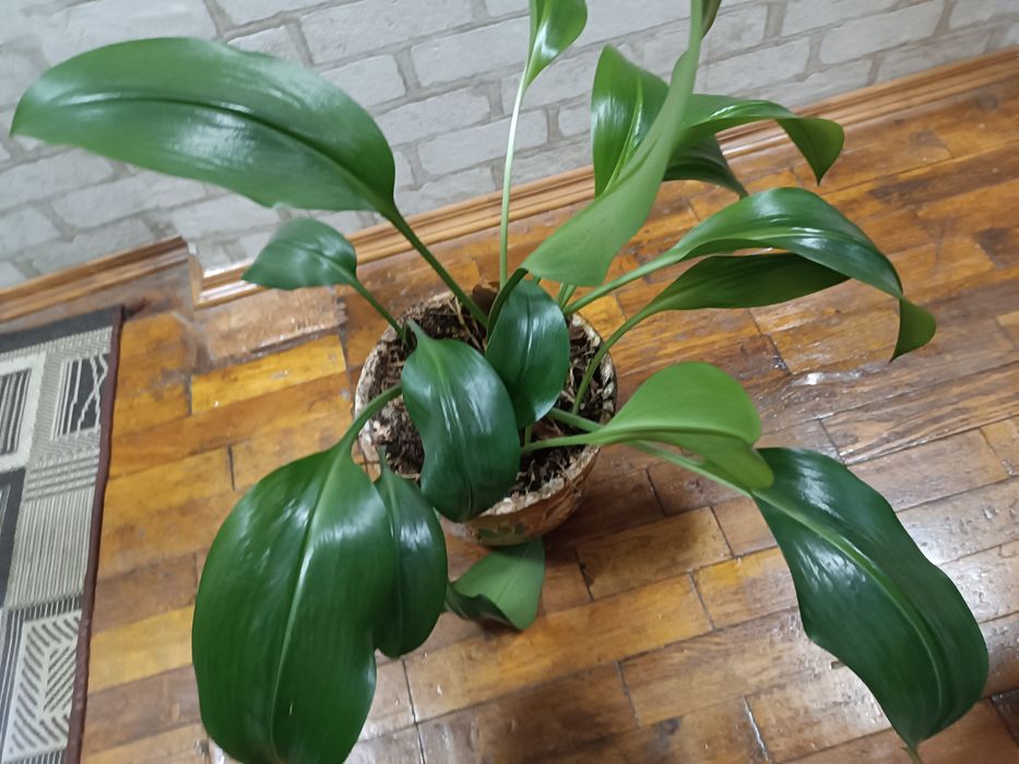 Прекрасні еухаріс, гемантус в подарунок