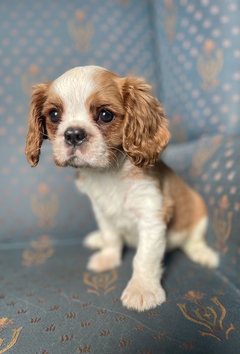 Cavalier king charles spaniel
