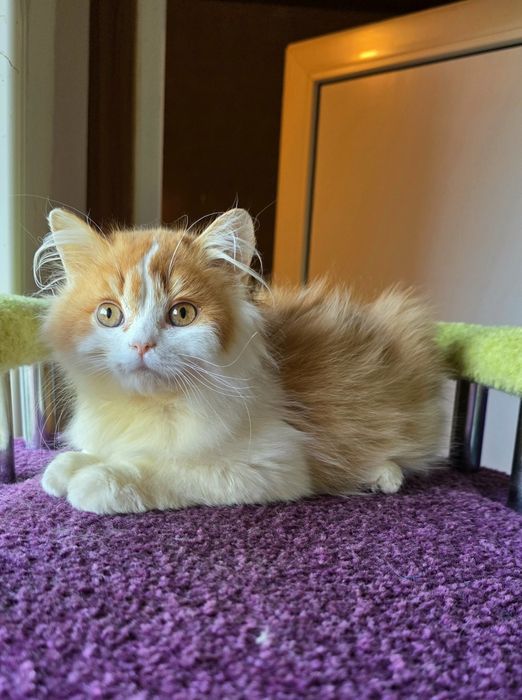 Котик Фокс шотландський хлопчик рижий