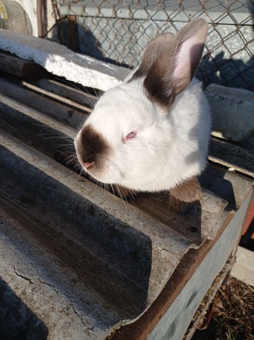 Кролики породи каліфорнія