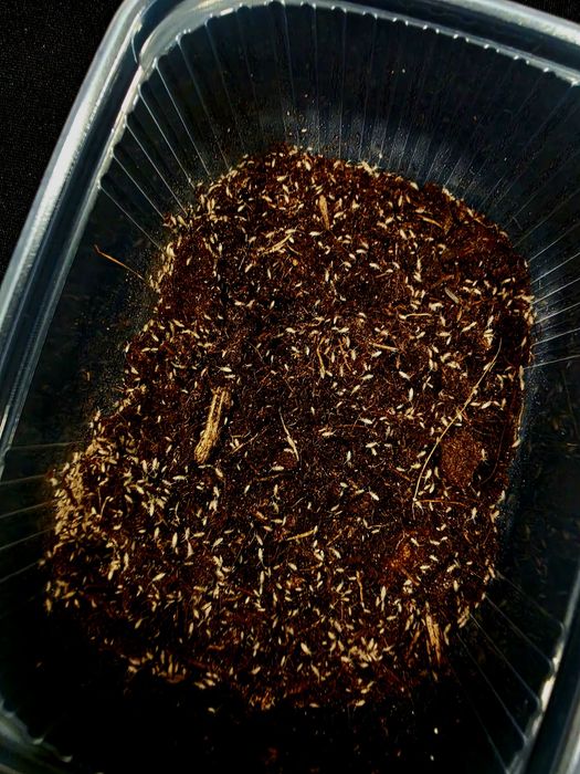 Skoczogonki ekipa sprzątająca 5 op