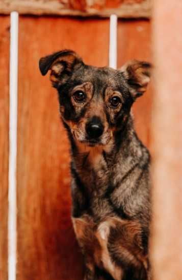 Figa to wrażliwa sunia, którą przytłacza schronisko... Adoptujesz?