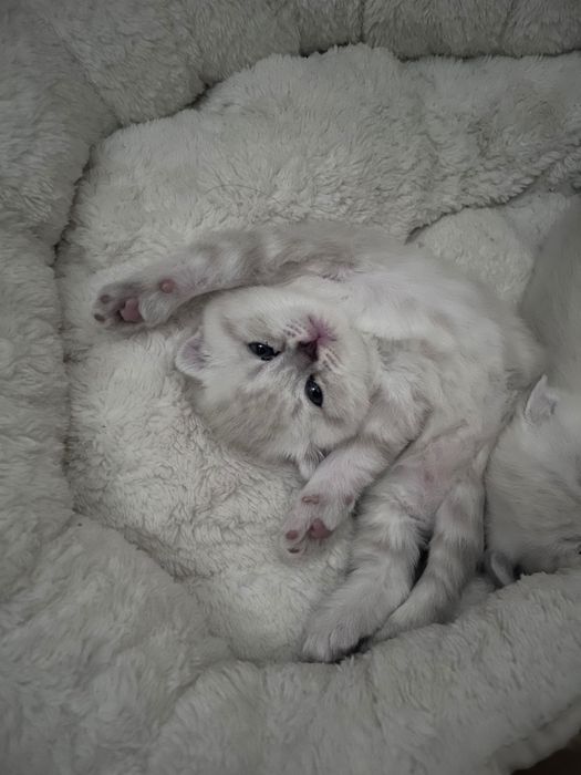 Шотландські висловухі кошенята котики