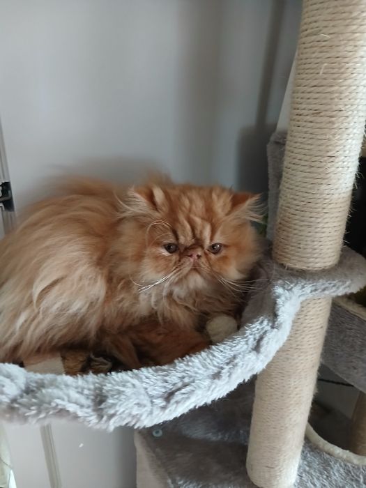 Gatinho Persa Laranja Vacinas e Chip