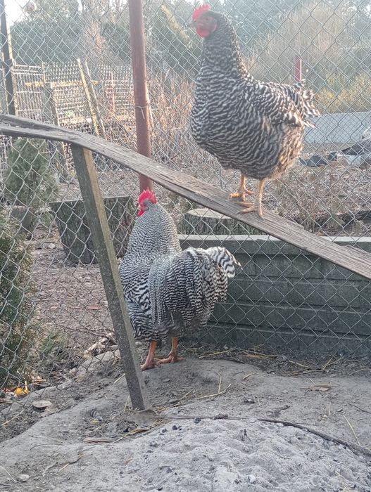 Jaja lęgowe Amrock i Gołoszyjka Olbrzymia