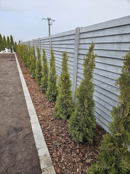 Thuja Smaragd 110-150 cm