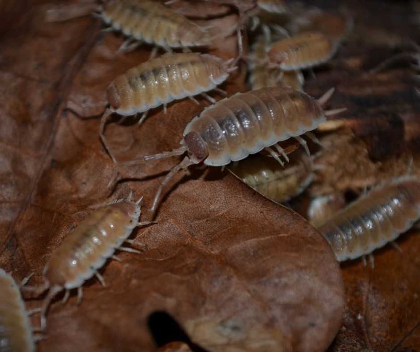 Isopody - nadwyżki hodowlane