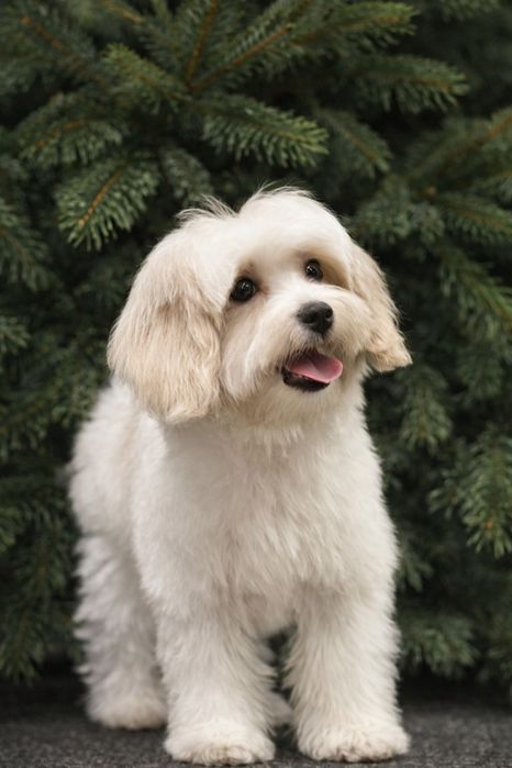 Мальтіпу дівчинка