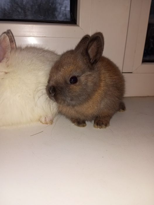 Декоративні кролики