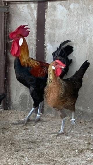 Andaluza perdiz ovos