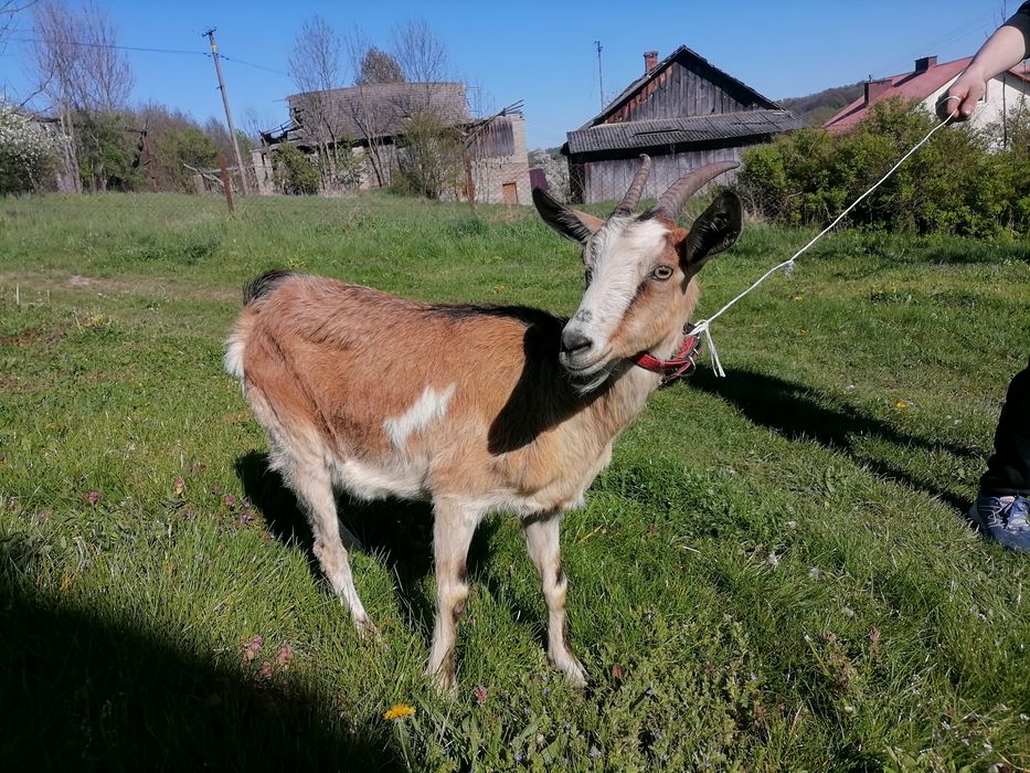 Koza mleczna alpejska