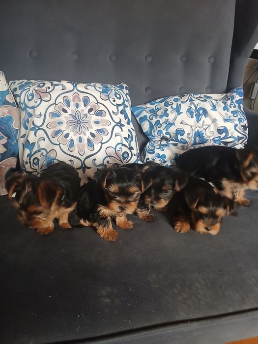 Yorkshire terrier