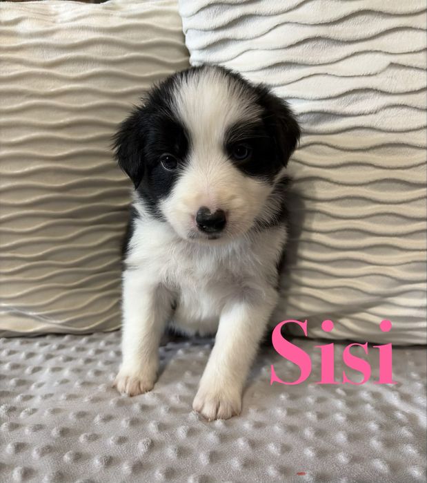 Suczka Border Collie