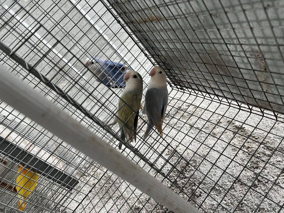 Casal Agapornis  2025