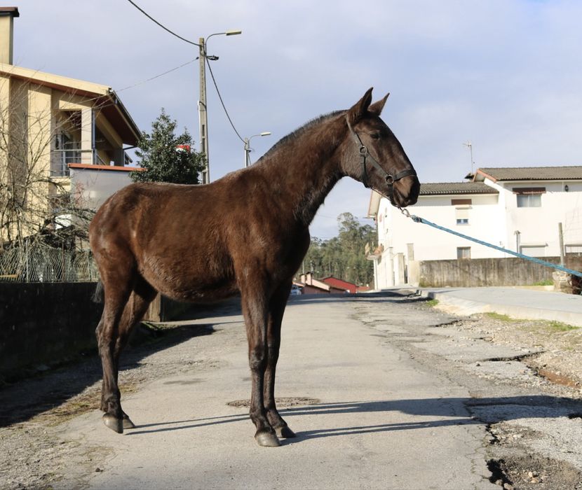 Poldra lusitana preta 1 ano