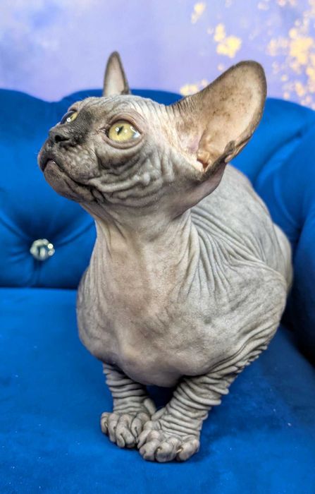 Tristan.Urzekający sfinks. Cudowny kiciuś. Dostepny już w marcu