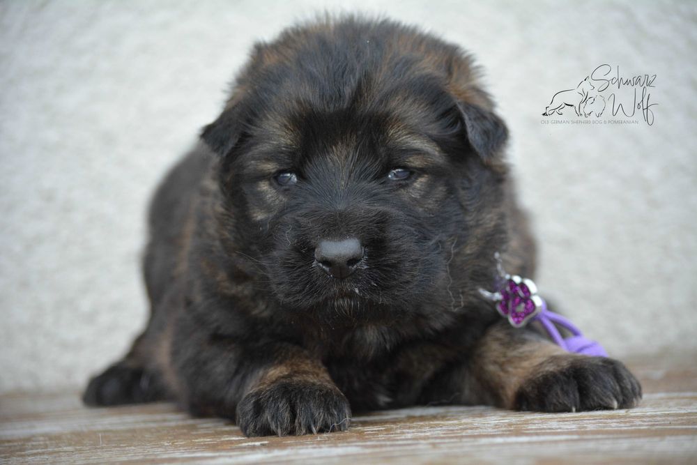 Owczarek staroniemiecki dziewczynka wilczasta