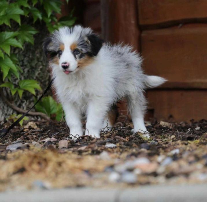 Border Collie  szczeniak