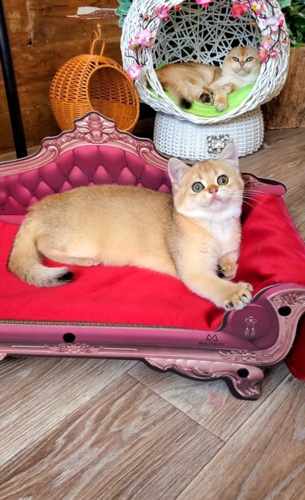 Нежные малыши для души. Котята золотая шиншилла.