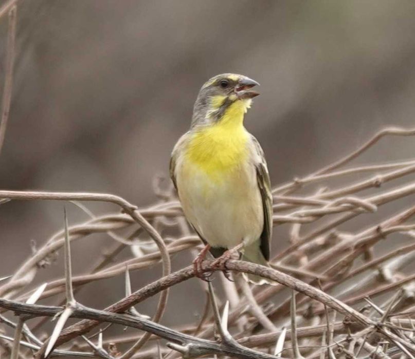 Crithagra citrinipectus ( criadores em Portugal )