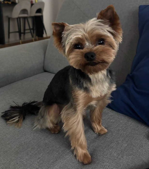 Reproduktor yorkshire terrier z uprawnieniami