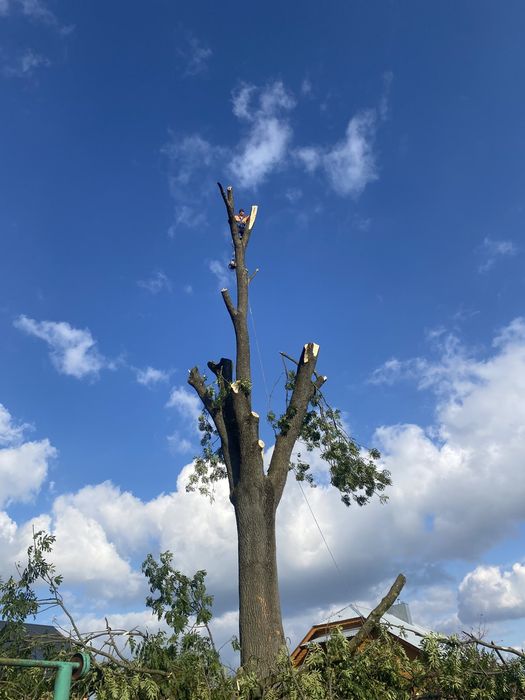 Обрізка зрізання дерев,коронування плодовитих дерев,корчування пнів.